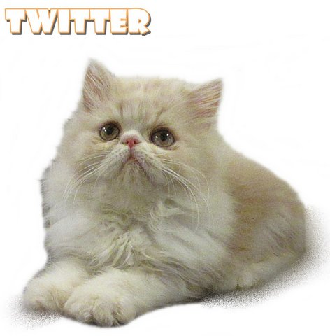 Twitter (Flat Face Persian) - Persian Cat