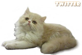 Twitter (Flat Face Persian) - Persian Cat