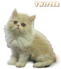 Twitter (Flat Face Persian) - Persian Cat