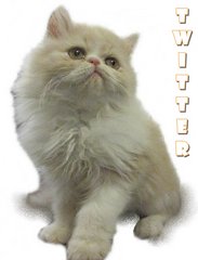 Twitter (Flat Face Persian) - Persian Cat