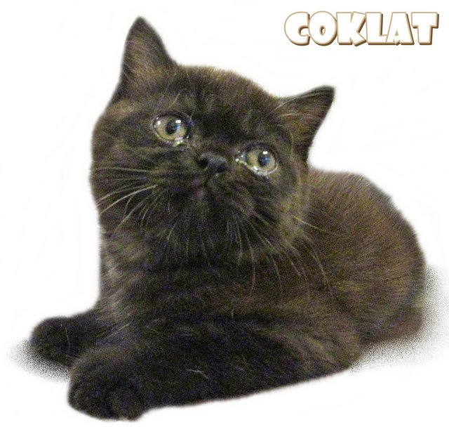 Coklat - British Shorthair Cat