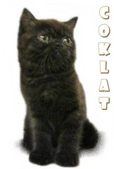 Coklat - British Shorthair Cat