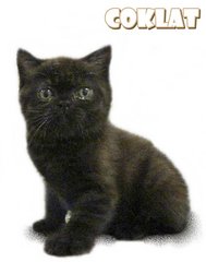 Coklat - British Shorthair Cat