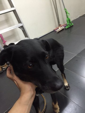 Found Injured With Collar - Mixed Breed Dog