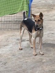 Hazel - Mixed Breed Dog