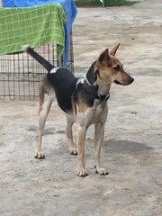 Hazel - Mixed Breed Dog