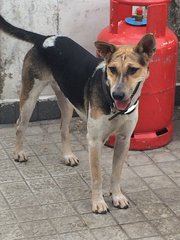 Hazel - Mixed Breed Dog