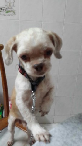 Lucky - Mixed Breed Dog