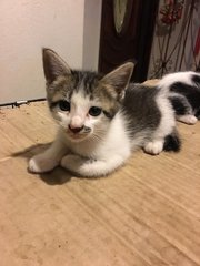 3 Kittens For Adoption (2 M/o) - Domestic Medium Hair Cat