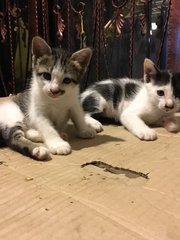 3 Kittens For Adoption (2 M/o) - Domestic Medium Hair Cat