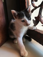 3 Kittens For Adoption (2 M/o) - Domestic Medium Hair Cat