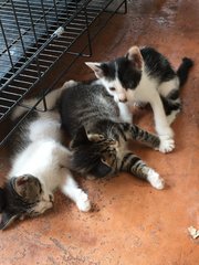 3 Kittens For Adoption (2 M/o) - Domestic Medium Hair Cat