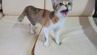 Meow - Oriental Short Hair Cat