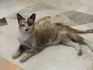 Xiao Hua - Siamese + Domestic Short Hair Cat