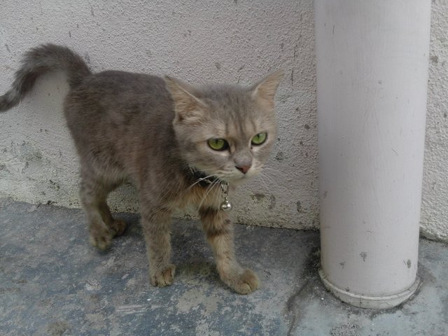 Jagoo - Bengal + Domestic Short Hair Cat