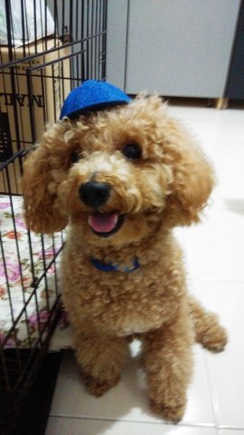 Copper - Poodle Dog