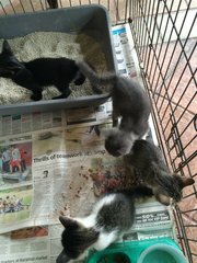 Babies - Domestic Medium Hair Cat