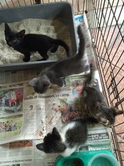 Babies - Domestic Medium Hair Cat