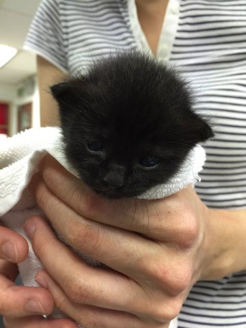 Little Little Blackie - Domestic Medium Hair Cat