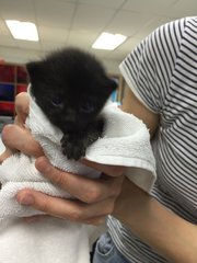 Little Little Blackie - Domestic Medium Hair Cat