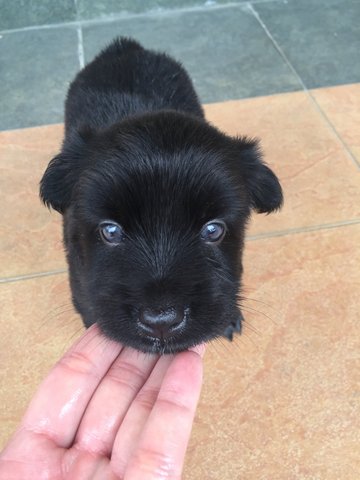 Fluffy Baby  - Mixed Breed Dog