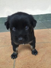 Fluffy Baby  - Mixed Breed Dog