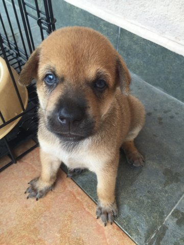 Babyboy - Mixed Breed Dog