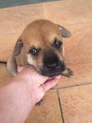 Babyboy - Mixed Breed Dog