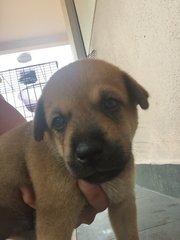 Babyboy - Mixed Breed Dog