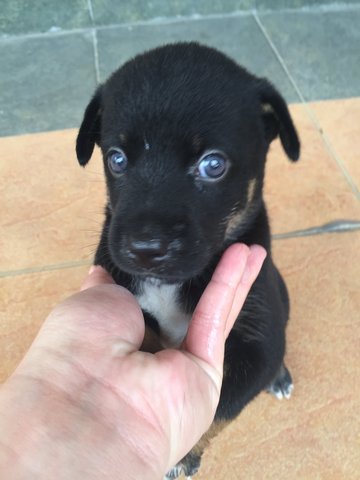 Blackieboy - Mixed Breed Dog