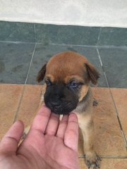 Brownieboy - Mixed Breed Dog