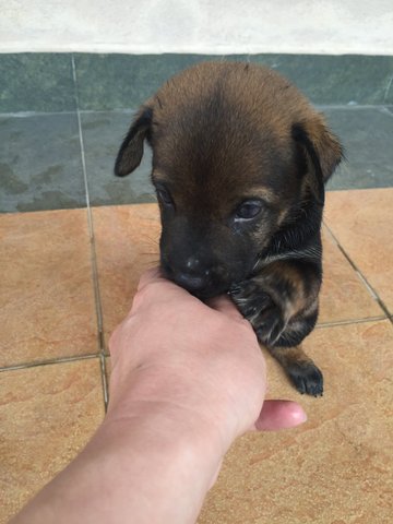 Boy Boy - Mixed Breed Dog