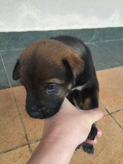 Boy Boy - Mixed Breed Dog