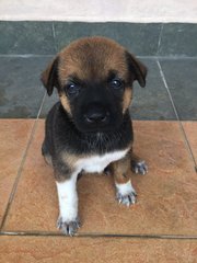 Baby Girl - Mixed Breed Dog