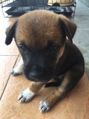 Baby Girl - Mixed Breed Dog