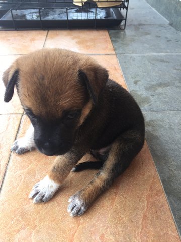 Baby Girl - Mixed Breed Dog