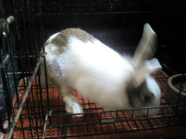 Oggy - Angora Rabbit Rabbit