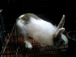 Oggy - Angora Rabbit Rabbit