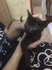 Black &amp; Brown Kittens - Domestic Medium Hair Cat