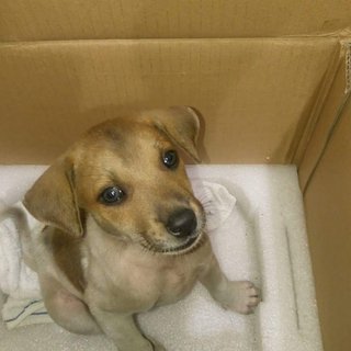 Male Puppy - Mixed Breed Dog