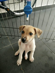 Male Puppy - Mixed Breed Dog