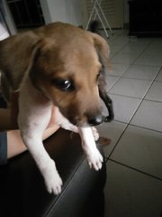 Male Puppy - Mixed Breed Dog