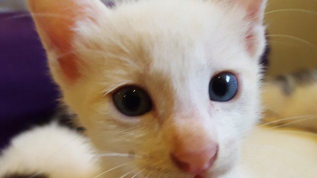 Mukti (Renamed To Shiro) - Japanese Bobtail Cat