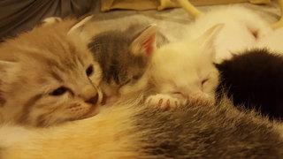 Satisfied and sleepy after feeding on mum's milk