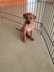 Paepe (Indoor-toilet Trained)  - Mixed Breed Dog