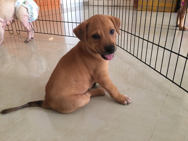 Paepe (Indoor-toilet Trained)  - Mixed Breed Dog