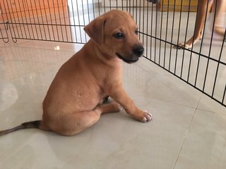 Paepe (Indoor-toilet Trained)  - Mixed Breed Dog