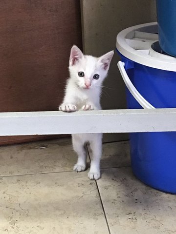 Turmeric And Snow - Domestic Short Hair Cat