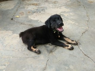 Brownie - Mixed Breed Dog