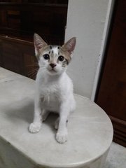 Bruno &amp; Beyonce - Oriental Short Hair Cat